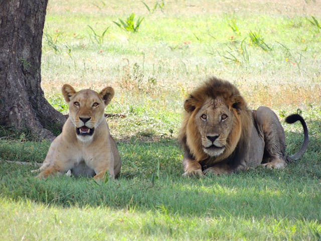 AJM Tours & Safaris DEV